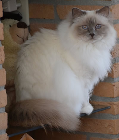 Belle